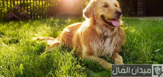 اسعار الكلاب الجولدن 2025 اسعار الكلاب الجولدن