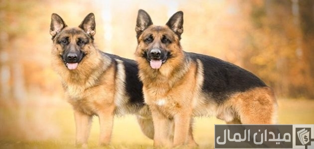اسعار الكلاب الجيرمن 2025 اسعار الكلاب الجيرمن