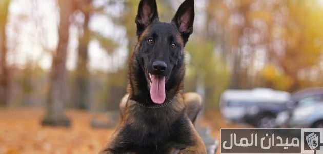 اسعار الكلاب المالينو 2025 اسعار الكلاب المالينو