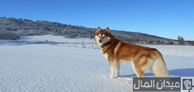 اسعار الكلاب الهاسكي 2025 اسعار الكلاب الهاسكي