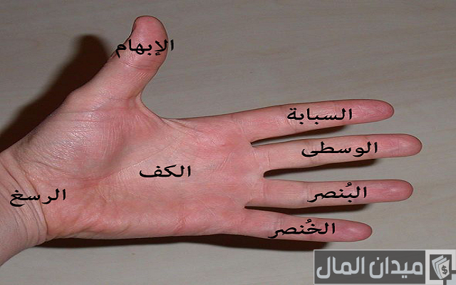 اسماء اصابع اليد اسماء اصابع اليد