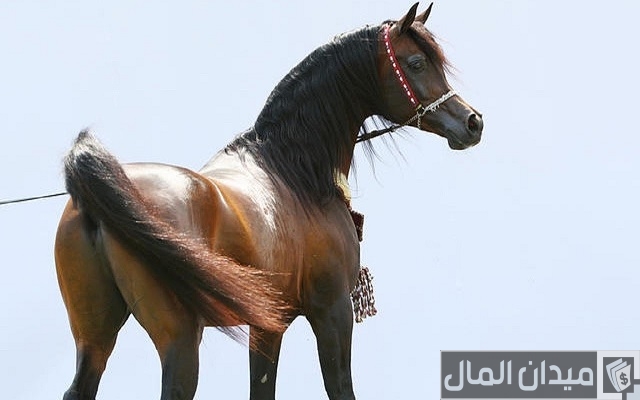 اسماء خيول اسماء خيول