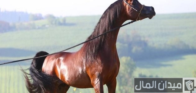 170 اسماء خيول عربية واجنبية اسماء خيول