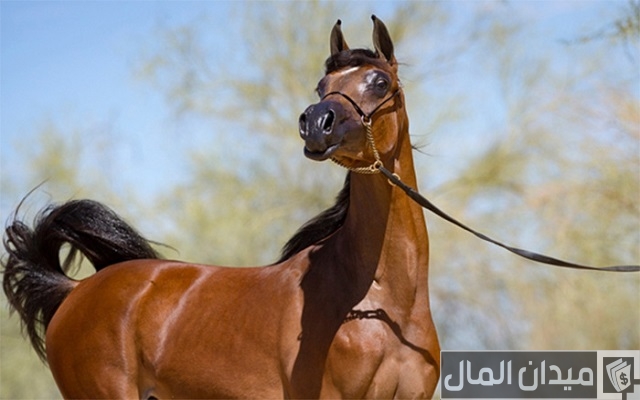 اسماء خيول اسماء خيول