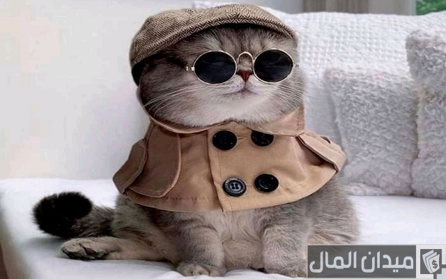 اسماء قطط اسماء قطط
