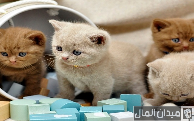 اسماء قطط اسماء قطط