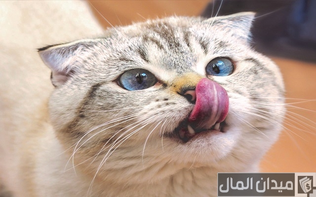 اسماء قطط اسماء قطط