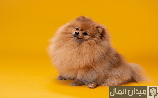 اسماء كلاب اسماء كلاب