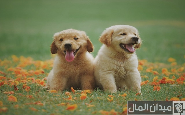 اسماء كلاب اسماء كلاب