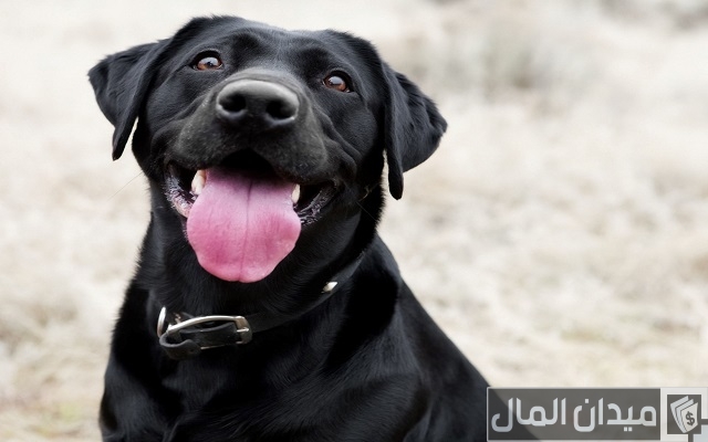 اسماء كلاب اسماء كلاب