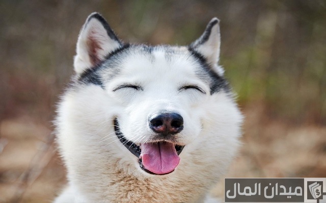 اسماء كلاب اسماء كلاب