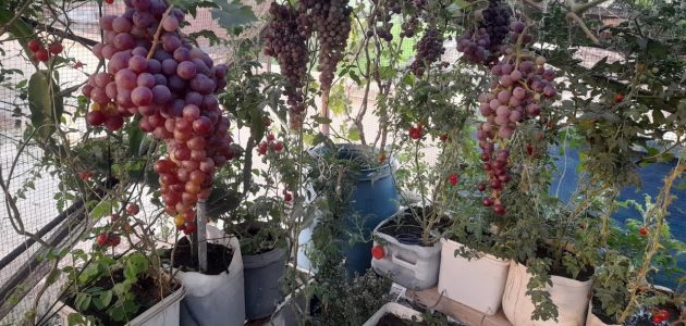 زرع العنب في برميل على سطح المنزل طريقه زرع العنب في برميل علي سطح المنزل