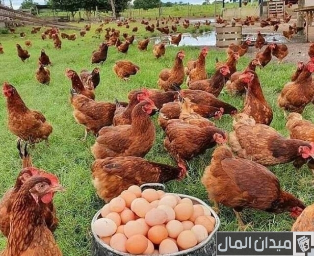 مشروع تربية الفراخ البلدي لإنتاج البيض مشروع تربية الفراخ البلدي لإنتاج البيض