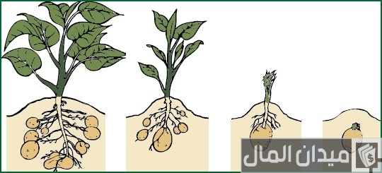كيفية زراعة البطاطس في مصر كيفية زراعة البطاطس في مصر
