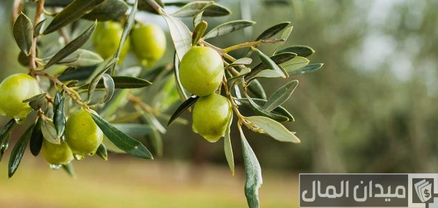 كيفية زراعة الزيتون بالخطوات وطرق تكبيره كيفية زراعة الزيتون بالخطوات وطرق تكبيره
