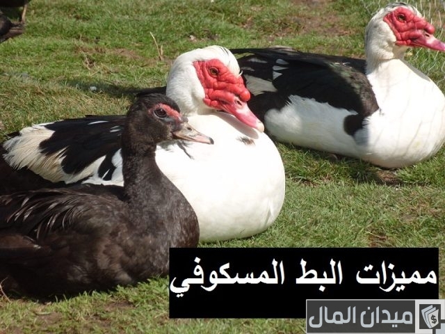 كيفية تربية البط المسكوفي في المنزل كيفية تربية البط المسكوفي في المنزل