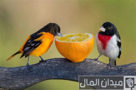 260 أسماء عصافير ذكر وأنثى اسماء عصافير