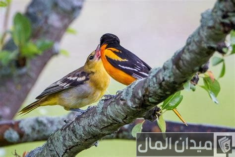 260 أسماء عصافير ذكر وأنثى اسماء عصافير
