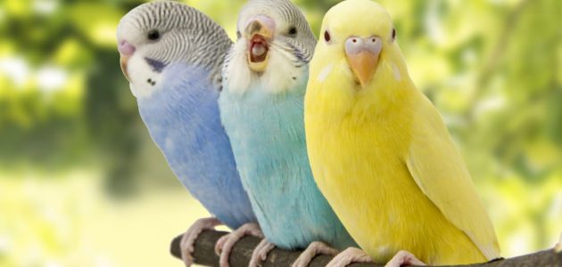 260 أسماء عصافير ذكر وأنثى اسماء عصافير