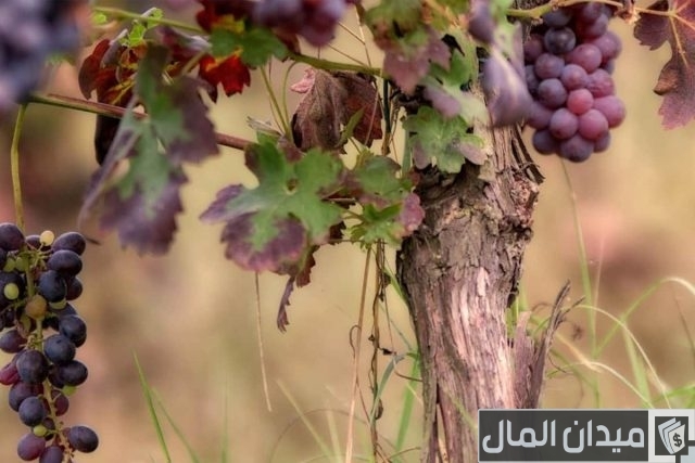 طريقه زرع العنب في برميل علي سطح المنزل طريقه زرع العنب في برميل علي سطح المنزل