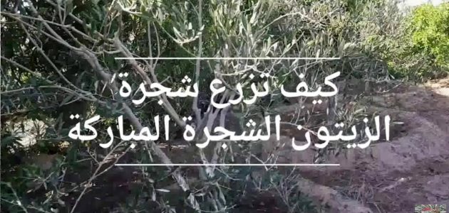 زراعة الزيتون بالخطوات كيفية زراعة الزيتون بالخطوات وطرق تكبيره