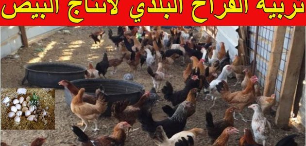 دراسة مشروع تربية الفراخ البلدي لإنتاج البيض مشروع تربية الفراخ البلدي لإنتاج البيض