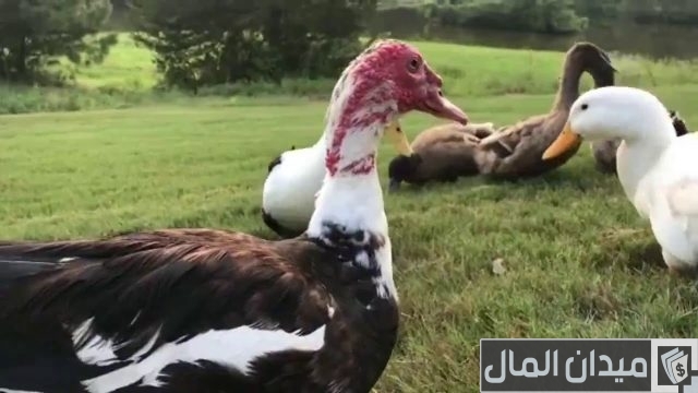 كيفية تربية البط المسكوفي في المنزل كيفية تربية البط المسكوفي في المنزل