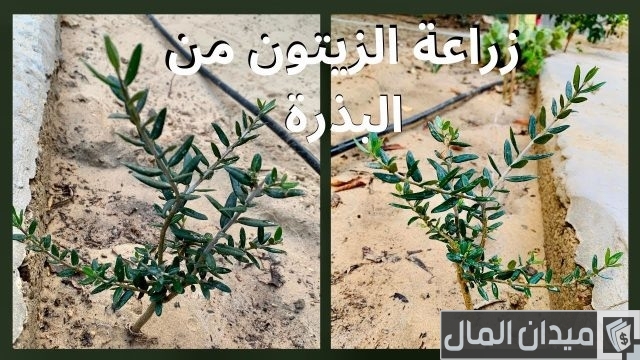 كيفية زراعة الزيتون بالخطوات وطرق تكبيره كيفية زراعة الزيتون بالخطوات وطرق تكبيره