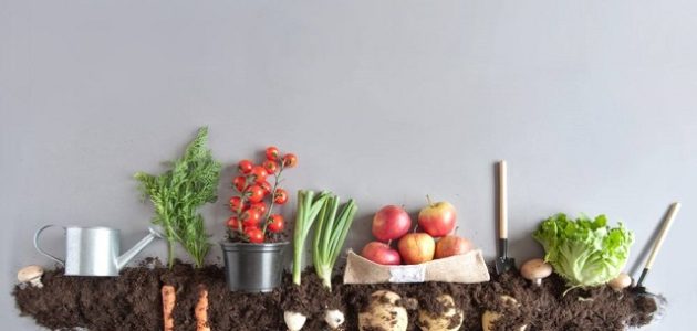 أسهل طرق ونصائح نجاح الزراعة في المنزل أسهل طرق الزراعة في المنزل