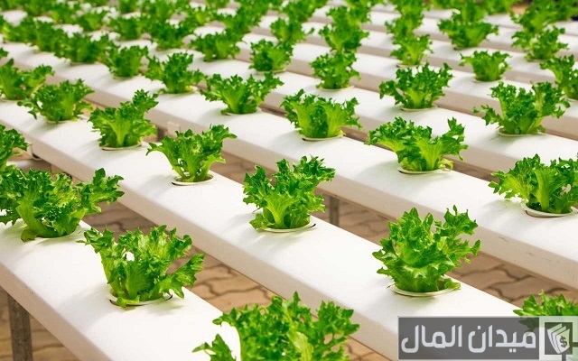 أسهل طرق الزراعة في المنزل أسهل طرق الزراعة في المنزل