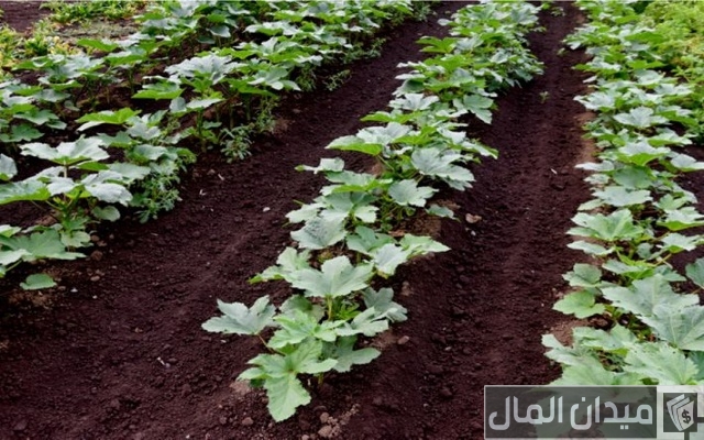 أسهل طرق الزراعة في المنزل أسهل طرق الزراعة في المنزل