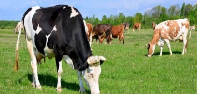 أحسن أنواع وسلالات الأبقار لإنتاج اللحوم أفضل أنواع الأبقار لإنتاج اللحوم