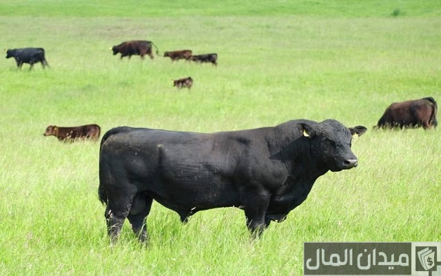 أفضل أنواع الأبقار لإنتاج اللحوم أفضل أنواع الأبقار لإنتاج اللحوم