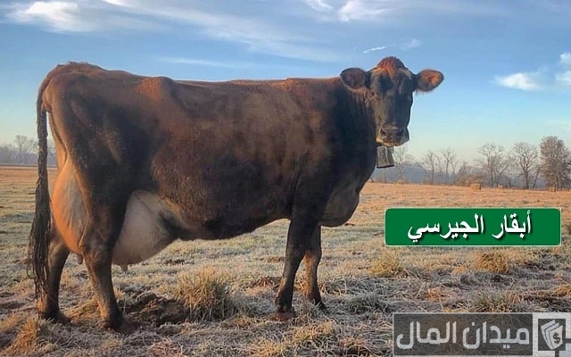 أفضل أنواع الأبقار لإنتاج اللحوم أفضل أنواع الأبقار لإنتاج اللحوم