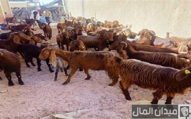 أفضل أنواع الماعز في مصر بالصور أفضل أنواع الماعز في مصر بالصور