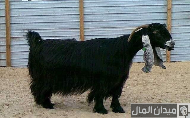 أفضل أنواع الماعز في مصر بالصور أفضل أنواع الماعز في مصر بالصور