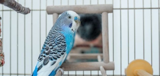 أحسن وأجود أنواع طيور البادجي بالصور أفضل أنواع طيور البادجي