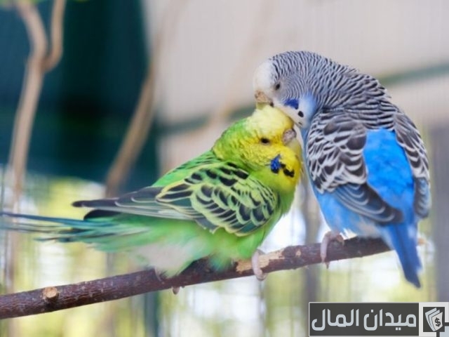 أفضل أنواع طيور البادجي أفضل أنواع طيور البادجي