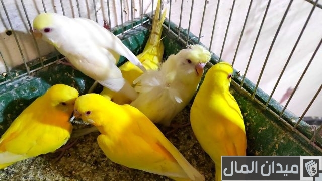 أفضل أنواع طيور البادجي أفضل أنواع طيور البادجي