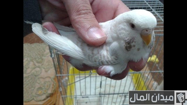 أفضل أنواع طيور البادجي أفضل أنواع طيور البادجي