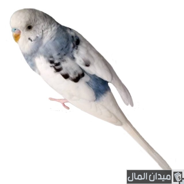 أفضل أنواع طيور البادجي أفضل أنواع طيور البادجي