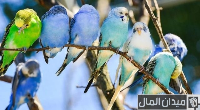 أفضل أنواع طيور البادجي أفضل أنواع طيور البادجي