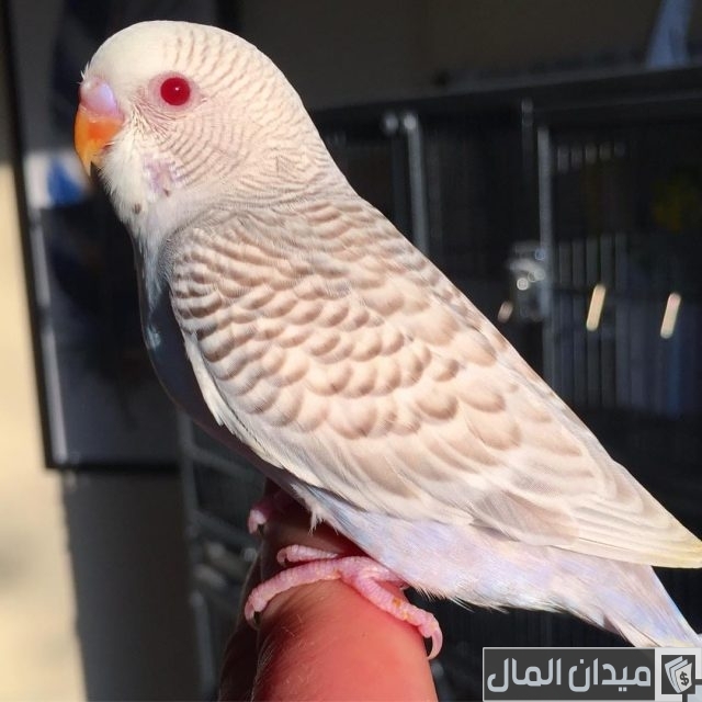 أفضل أنواع طيور البادجي أفضل أنواع طيور البادجي