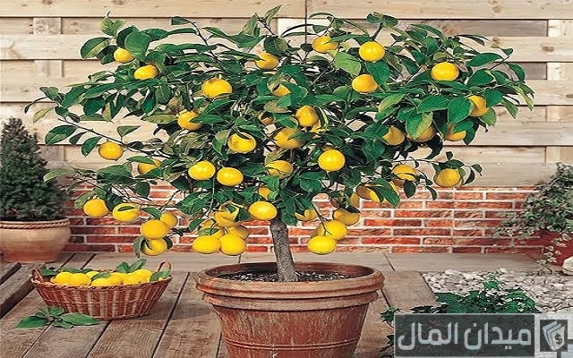 أفضل وأسهل الطرق زراعة الليمون أفضل وأسهل الطرق زراعة الليمون