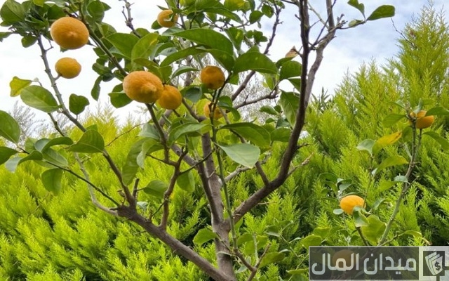 أفضل وأسهل الطرق زراعة الليمون أفضل وأسهل الطرق زراعة الليمون