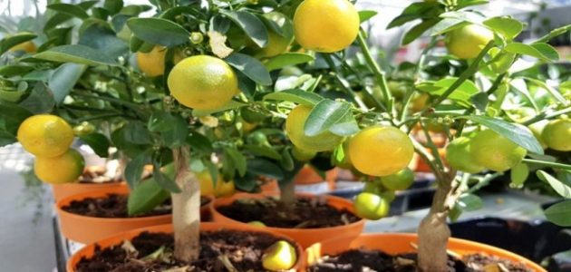 أحسن وأسهل طريقة زراعة الليمون أفضل وأسهل الطرق زراعة الليمون