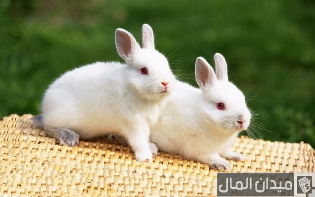 أمراض الأرانب بالصور أمراض الأرانب بالصور