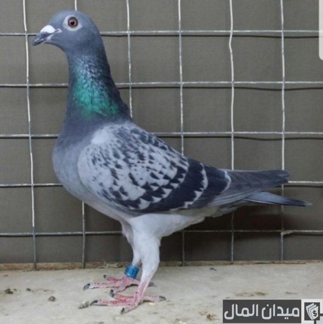 أنواع الحمام المصري بالصور والاسم والسعر