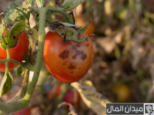 أسماء الأمراض الفيروسية التي تصيب الطماطم الأمراض الفيروسية التي تصيب الطماطم