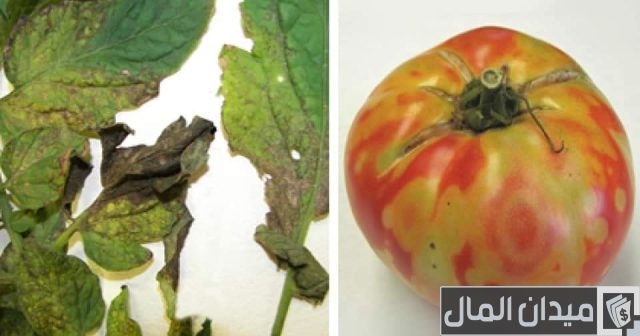 الأمراض الفيروسية التي تصيب الطماطم الأمراض الفيروسية التي تصيب الطماطم